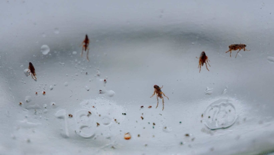 Fleas in a glass trap