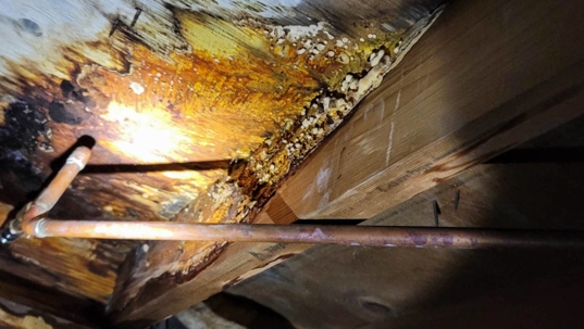 Yellow Mold in Crawlspace