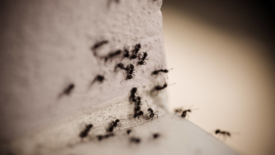 Group of carpenter ants on the wall
