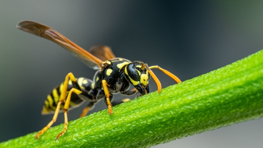 Wasp on a plant twig