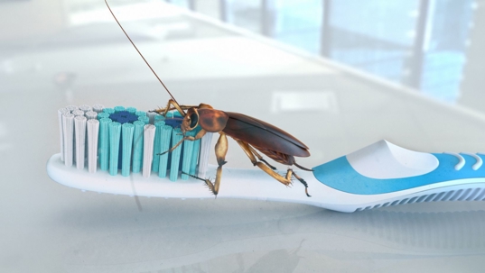 Cockroach on a toothbrush