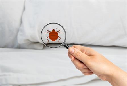 Bed bug control