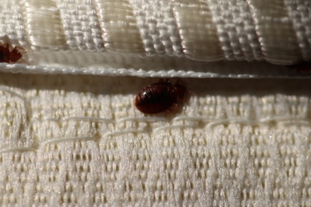 Bed bug